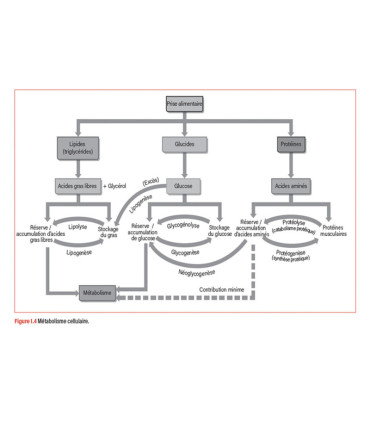 WORKOUT - Pour un entraînement plus intelligent - 4TRAINER EDITIONS