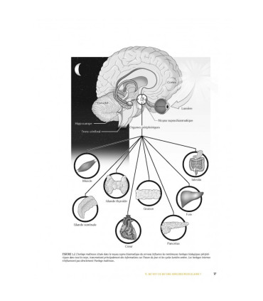 Programmation de l'Entraînement